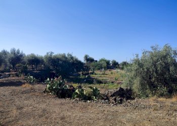 Foto 11 - Terreno agricolo Paterno - foto 11