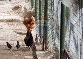 Dettagli - Villa contrada cangemi, Termini Imerese - foto 8