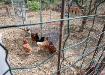 Dettagli - Villa contrada cangemi, Termini Imerese - foto 9