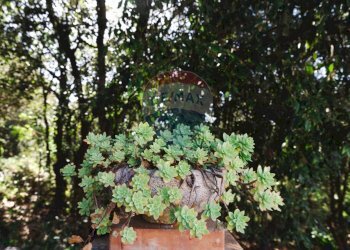 Giardino - Villa Sassari - foto 126