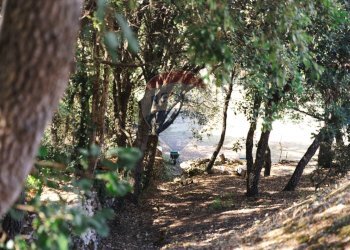 Giardino - Villa Sassari - foto 140