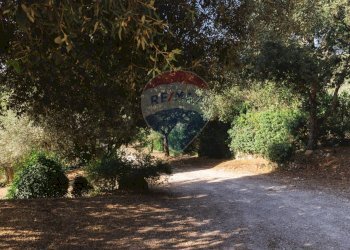 Giardino - Villa Sassari - foto 141