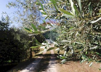 Giardino - Villa Sassari - foto 146