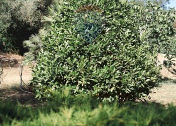 Giardino - Villa Sassari - foto 166