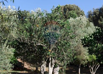 Giardino - Villa Sassari - foto 167