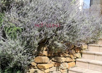 Foto 6 - Independent house Magliano in Toscana - photo 6