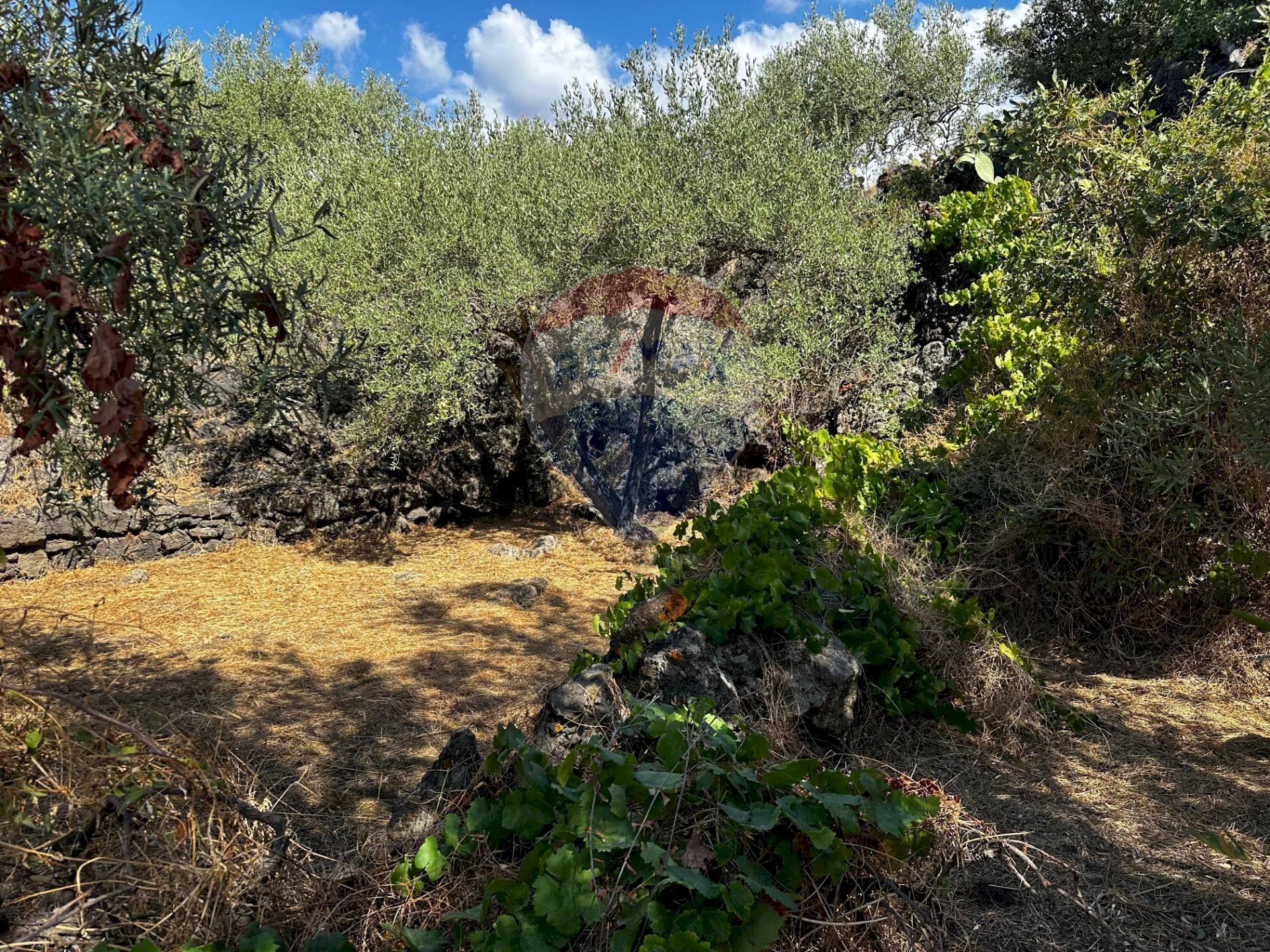 Giardino - Rustic via sant'Antonio Romito
 
SN, Misterbianco - photo 2