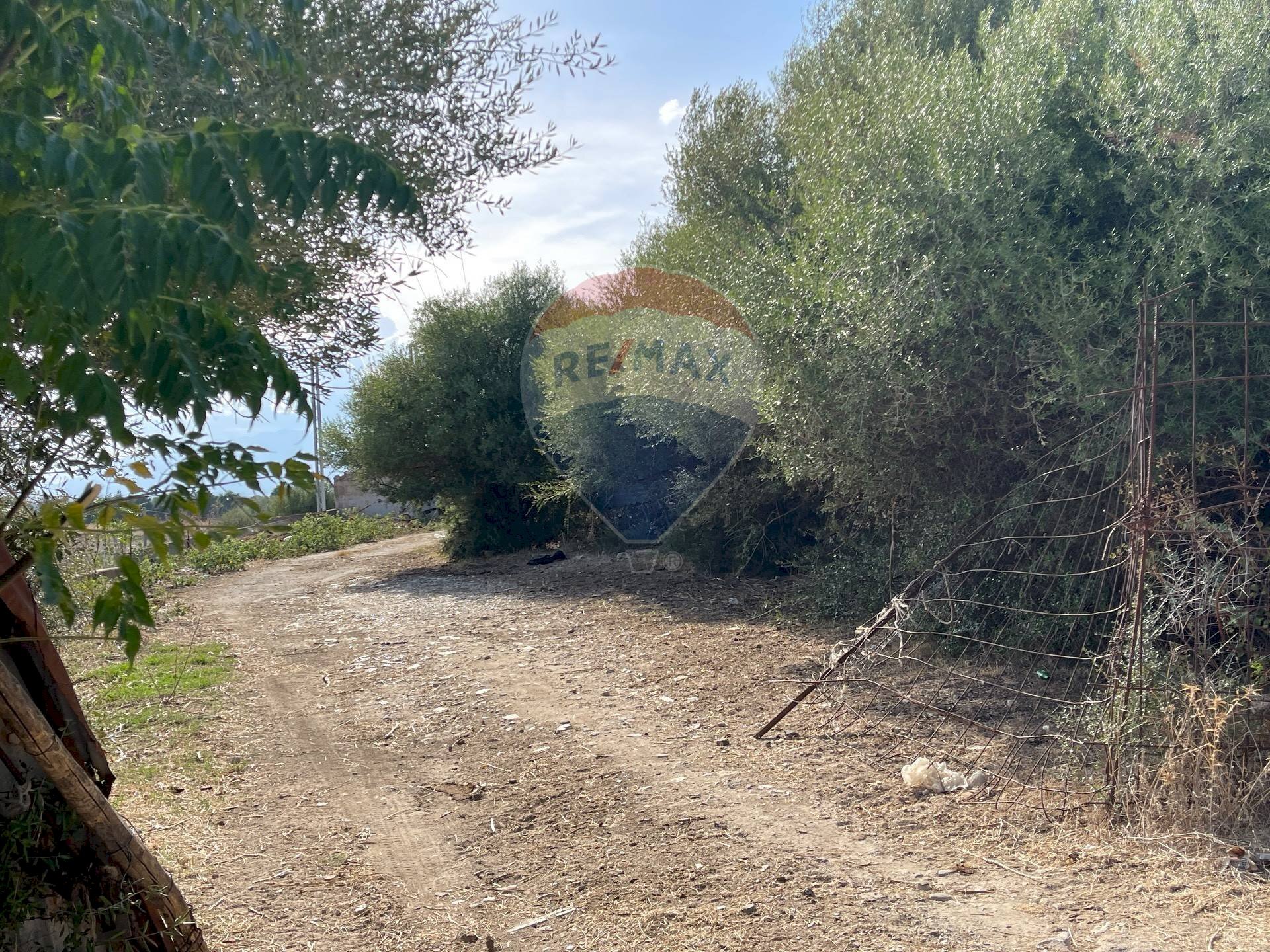 Giardino - Terreno agricolo Via Mimosa, Terrasini - foto 2