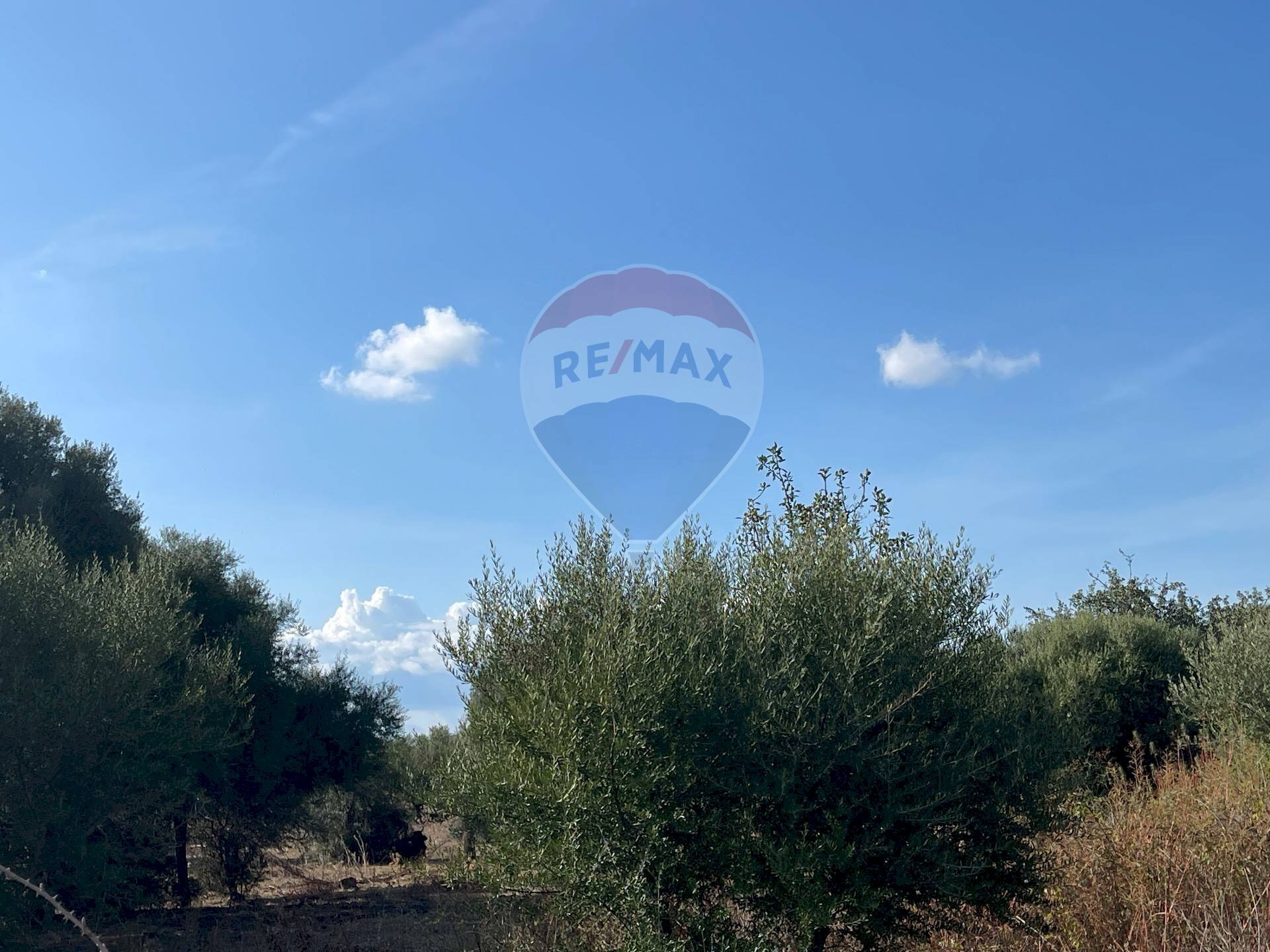 Non correlato - Terreno agricolo Via Mimosa, Terrasini - foto 3
