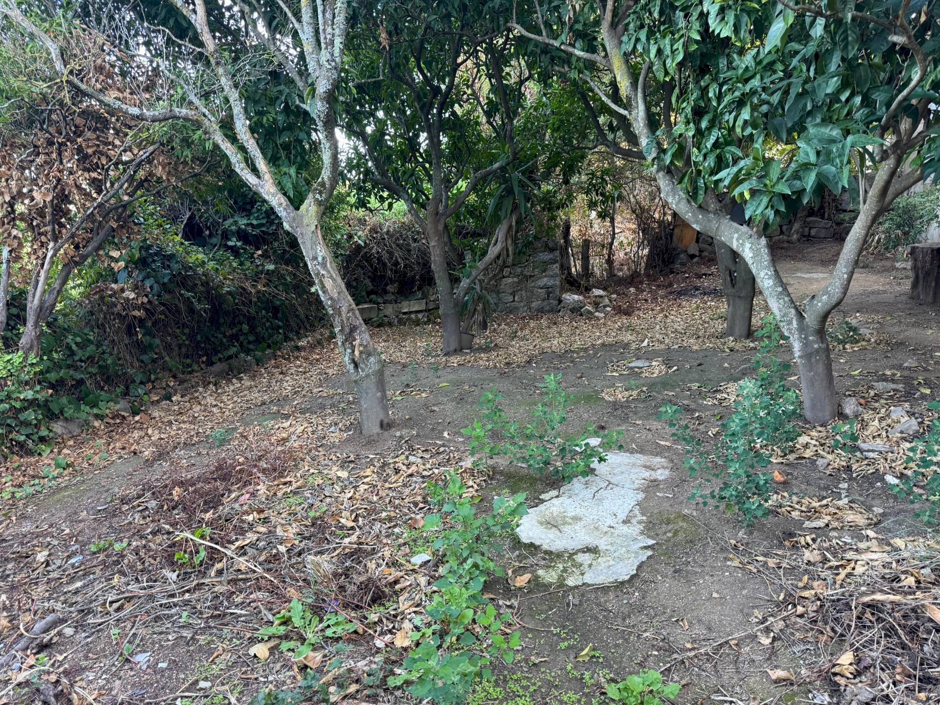 Foto 3 - Casa semi indipendente VIA VITTORIO EMANUELE II
 
106, Luogosanto - foto 3