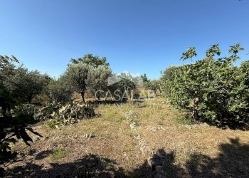 Foto 13 - Terreno agricolo Via Brindisi
 
47, Carini - foto 13