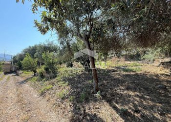 Foto 4 - Terreno agricolo Via Aldo Moro, Carini - foto 4