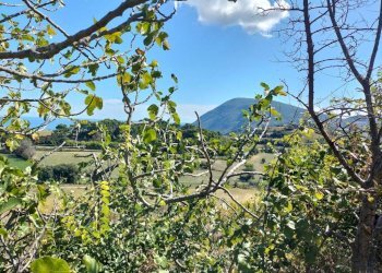 Terreno - Villa Ancona - photo 5