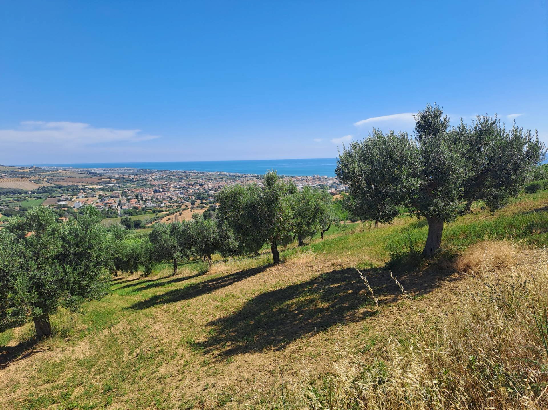 Foto 3 - Terreno agricolo Via Sant'Angelo, Tortoreto - foto 3