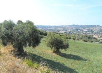 Foto 19 - Terreno agricolo Via Sant'Angelo, Tortoreto - foto 19