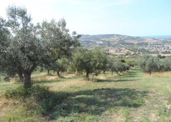 Foto 21 - Terreno agricolo Via Sant'Angelo, Tortoreto - foto 21