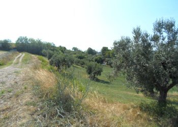 Foto 22 - Terreno agricolo Via Sant'Angelo, Tortoreto - foto 22