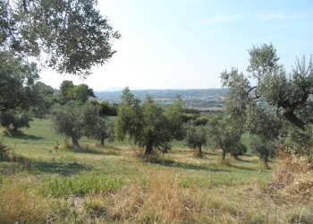 Foto 24 - Terreno agricolo Via Sant'Angelo, Tortoreto - foto 24