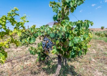 Giardino - Villa STRADA COMUNALE PIANO LUPPINO
 
SN, San Cono - foto 26