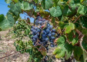 Giardino - Villa STRADA COMUNALE PIANO LUPPINO
 
SN, San Cono - foto 27