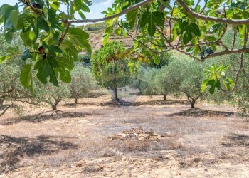 Giardino - Villa STRADA COMUNALE PIANO LUPPINO
 
SN, San Cono - foto 34
