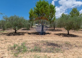 Giardino - Villa STRADA COMUNALE PIANO LUPPINO
 
SN, San Cono - foto 37