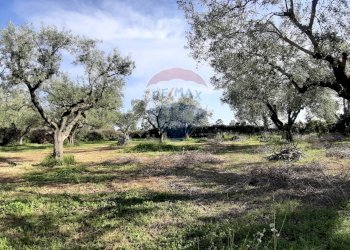 Giardino - Casa semi indipendente via di monteroni, Ladispoli - foto 4