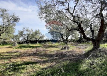Giardino - Casa semi indipendente via di monteroni, Ladispoli - foto 5