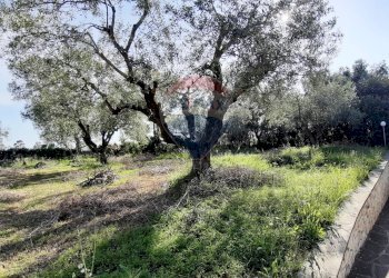 Giardino - Casa semi indipendente via di monteroni, Ladispoli - foto 6