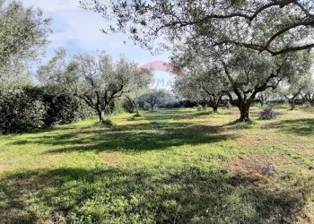 Giardino - Casa semi indipendente via di monteroni, Ladispoli - foto 17
