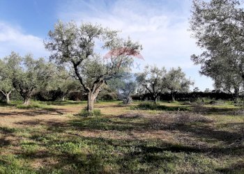 Giardino - Casa semi indipendente via di monteroni, Ladispoli - foto 96
