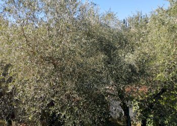 Foto 15 - Casa indipendente Via Mazzana, Montopoli in Val d'Arno - foto 15