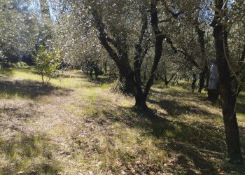 Foto 22 - Casa indipendente Via Mazzana, Montopoli in Val d'Arno - foto 22