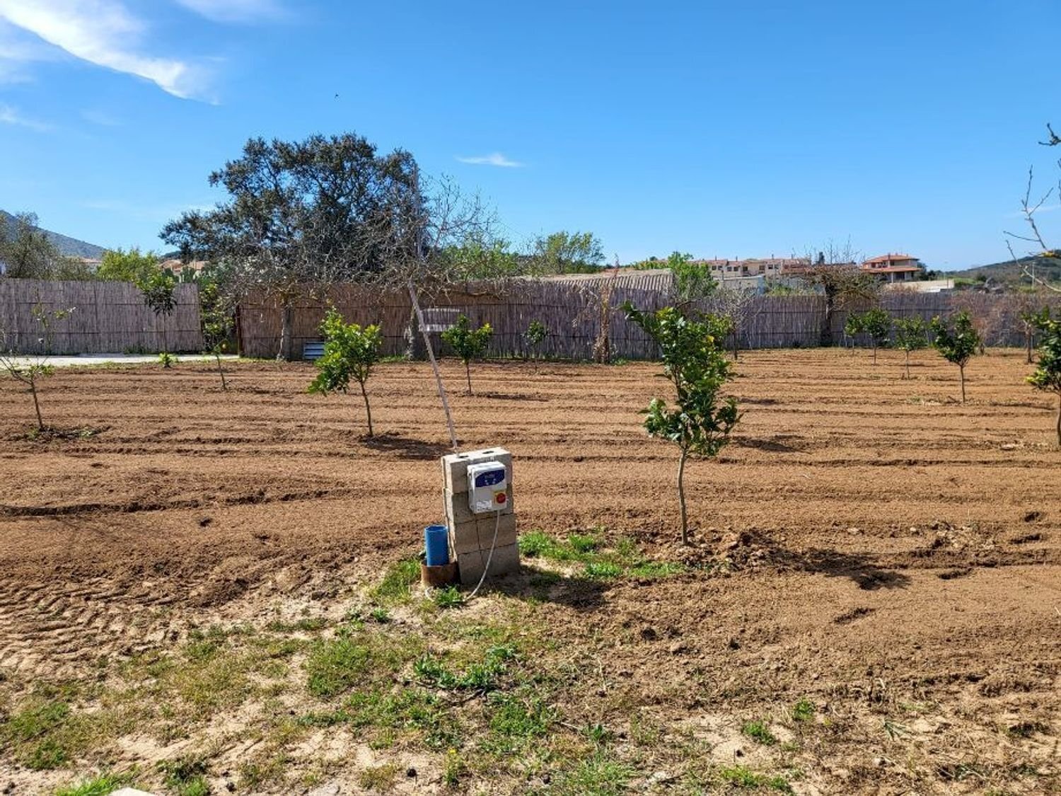 giardino - Agricultural land Medadeddu, Carbonia - photo 3