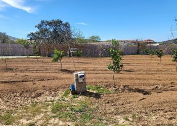 giardino - Agricultural land Medadeddu, Carbonia - photo 3
