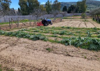 giardino - Agricultural land Medadeddu, Carbonia - photo 5