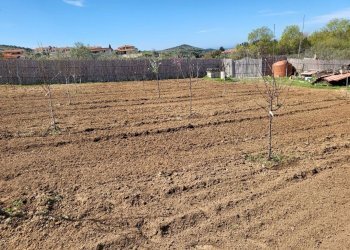 giardino - Agricultural land Medadeddu, Carbonia - photo 6