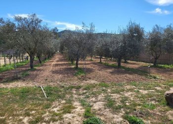 giardino - Agricultural land Medadeddu, Carbonia - photo 9