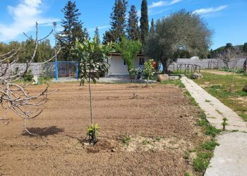 giardino - Agricultural land Medadeddu, Carbonia - photo 13