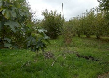 Terreno - Rustic via Don Demetrio Castelli, Roddi - photo 17