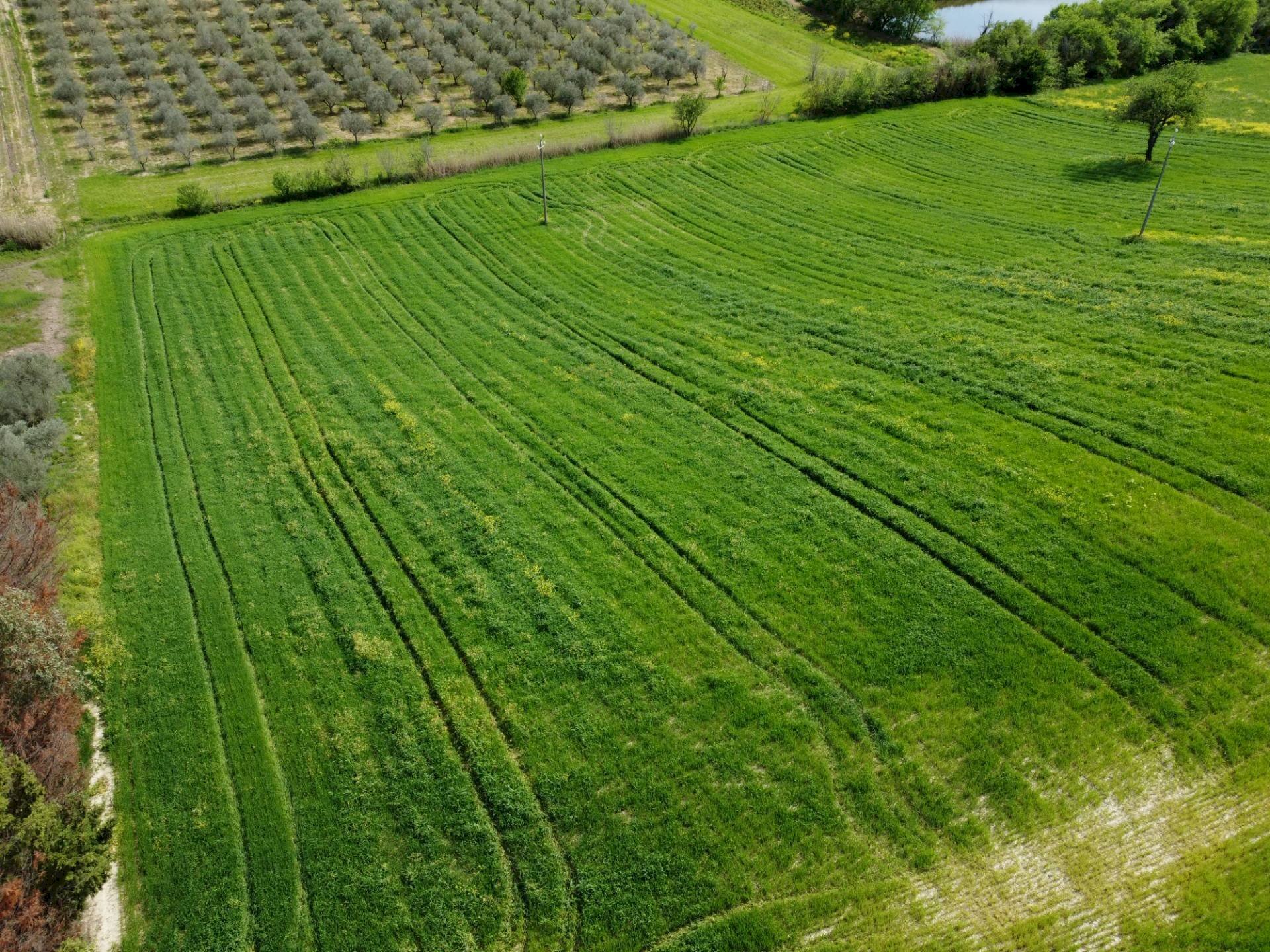 Foto 2 - Terreno agricolo Contrada Ripacorbaria, Manoppello - foto 2