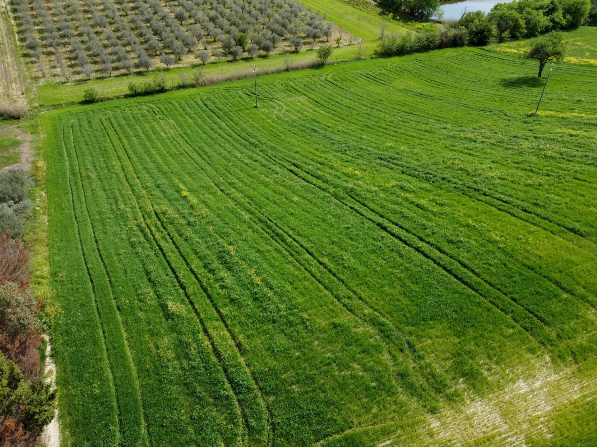 Foto 3 - Terreno agricolo Contrada Ripacorbaria, Manoppello - foto 3