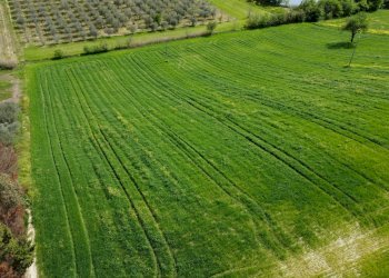 Foto 2 - Terreno agricolo Contrada Ripacorbaria, Manoppello - foto 2