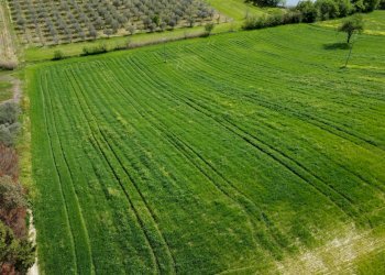 Foto 3 - Terreno agricolo Contrada Ripacorbaria, Manoppello - foto 3