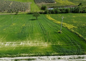 Foto 16 - Terreno agricolo Contrada Ripacorbaria, Manoppello - foto 16