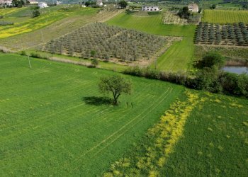 Foto 21 - Terreno agricolo Contrada Ripacorbaria, Manoppello - foto 21