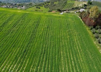 Foto 25 - Terreno agricolo Contrada Ripacorbaria, Manoppello - foto 25