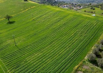 Foto 26 - Terreno agricolo Contrada Ripacorbaria, Manoppello - foto 26