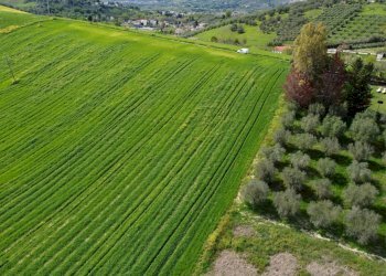 Foto 27 - Terreno agricolo Contrada Ripacorbaria, Manoppello - foto 27