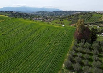 Foto 28 - Terreno agricolo Contrada Ripacorbaria, Manoppello - foto 28